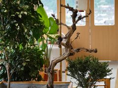 -上席擂茶·新中式青年茶馆(古城店)