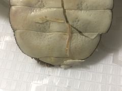 -黄记大闸蟹专卖店·活蟹·醉蟹