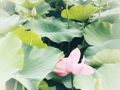 -梁鸿国家湿地公园