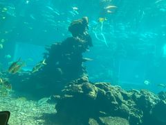 -海棠湾洲际-涛·海底餐厅·美人鱼·自助餐·海底隧道