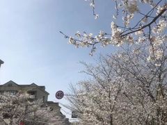 -高东镇樱花园