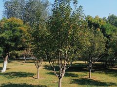 -莲花池公园