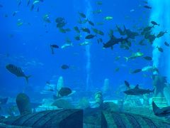 -亚特兰蒂斯•OSSIANO奥西亚诺海底餐厅