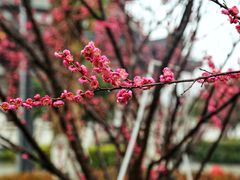 -洋湖国家湿地公园