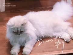 -李小姐の猫咖啡馆(五角场店)