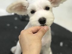 -多卡布奇宠物生活馆(上林世家店)