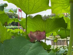 -陈家山荷花公园