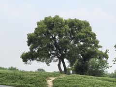 -良渚古城遗址公园