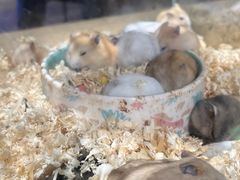 -姑苏二十四集(iD PARK 歌林公园店)