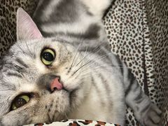 -瑞派名望志远动物医院·猫科·內科·异宠专科(直港大道店)