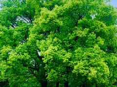 -上海共青森林公园