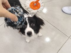 -安格丽娜·狗咖·猫咖羊驼咖(春熙路百盛商场店)