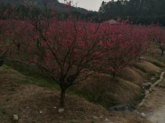 -南国桃园旅游度假区