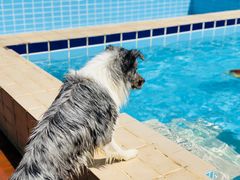 -趣玩宠物乐园寄养训犬训狗游泳池
