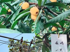 -东山风景区(洞庭东山)