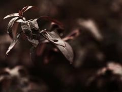 -白鹭湾湿地公园