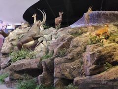 -陕西自然博物馆