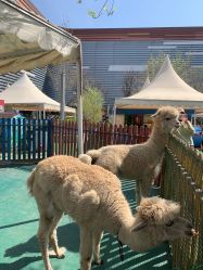 -萌宠亲子动物乐园(槐房万达店)