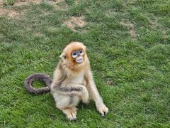 -西霞口神雕山野生动物世界