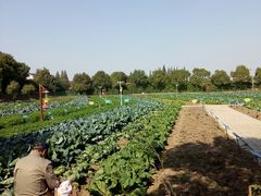 -上膳源有机农场