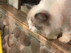 -猫咪博物馆(顶澳仔猫街店)