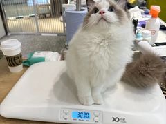 -momokira米努特·德文卷毛猫·棉花面纱犬