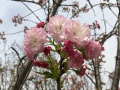 -天王浮山樱花园