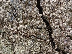 -桃花堤公园