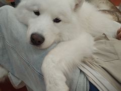 -和它·交个朋友·狗咖猫咖(爱琴海店)