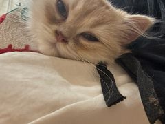 -楼上猫咖(罗湖店)
