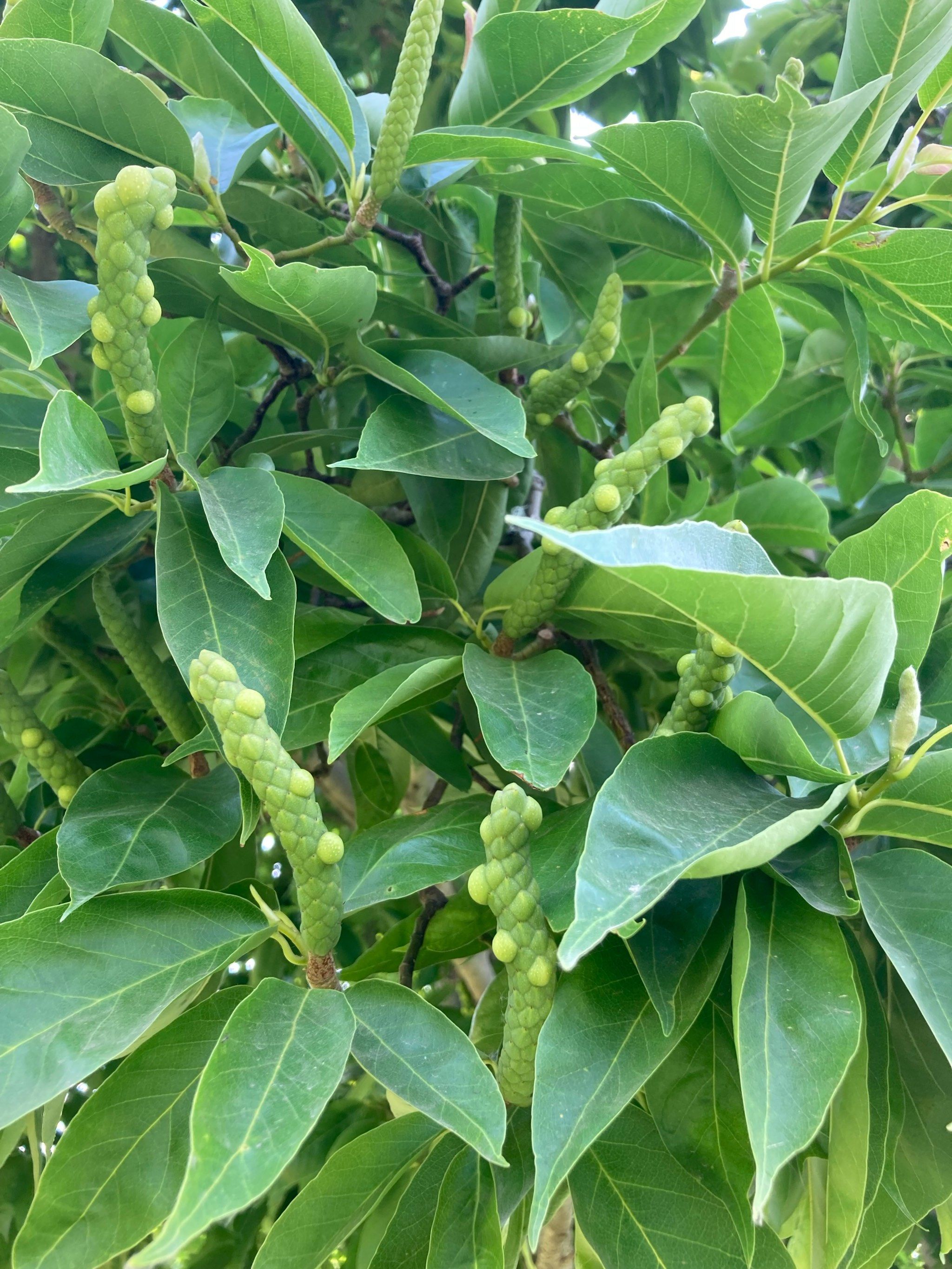 凤尾丝兰又名凤尾兰