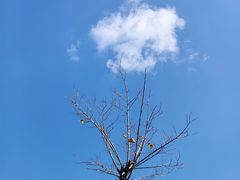 -鹦鹉洲湿地公园