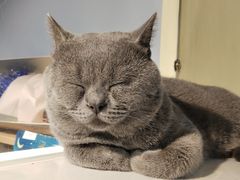 -Meowの猫咖(万家丽店)