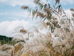 -上海国际音乐村