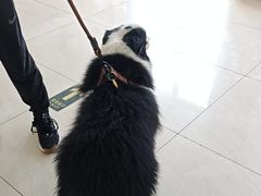 -美联众合动物医院·24h京西诊疗中心