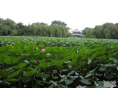 -紫竹院公园冰场