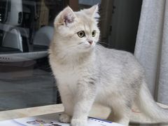 -十年猫舍·猫咪专门店(普陀店)