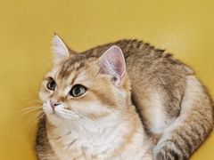 -有喵·猫咖·狗咖·40+猫狗有小奶狗(岗厦店)