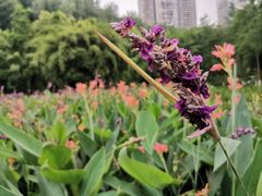 -重庆彩云湖湿地公园