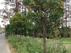 -上海长兴岛郊野公园