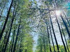 -上海共青森林公园