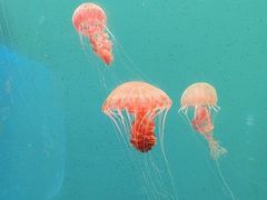 -大连老虎滩海洋公园