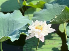 -荷塘月色湿地公园·向阳花洲