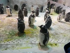 -大连圣亚海洋世界