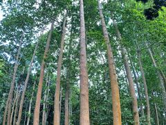 -中国科学院西双版纳热带植物园