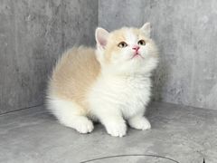 -小猫来了·猫舍(红山六九七九店)