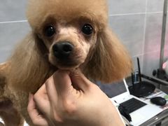 -宠福鑫康馨动物医院·骨科·眼科