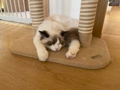 -猫腻·猫咖·撸猫馆(星光大道店)