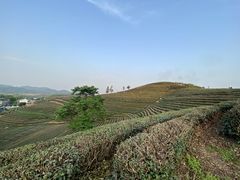 -龙坞茶村
