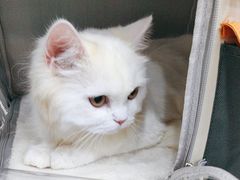 -四月宠物医院·猫专科·心脏专科·内科(转塘店)